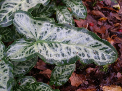 Arum italicum subsp. italicum 'Sandy Macnab'